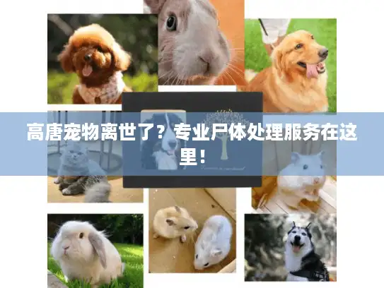 高唐宠物离世了？专业尸体处理服务在这里！