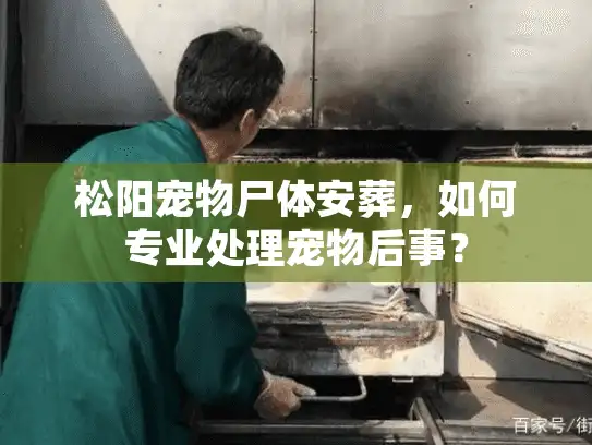 松阳宠物尸体安葬，如何专业处理宠物后事？