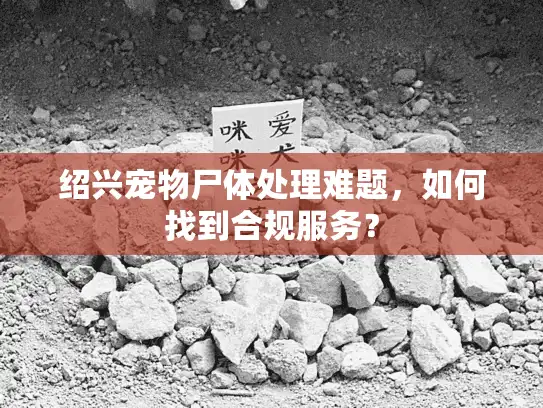 绍兴宠物尸体处理难题，如何找到合规服务？