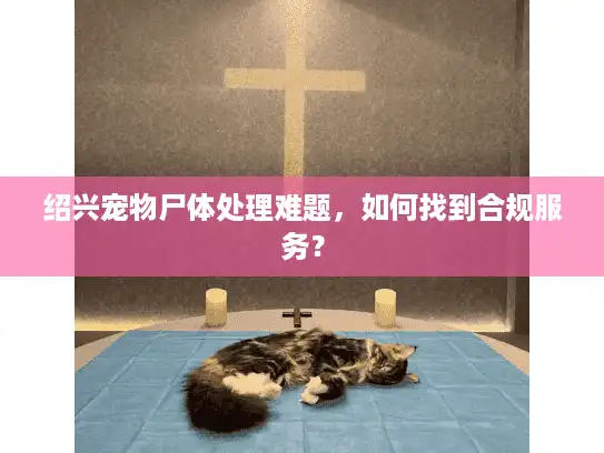 绍兴宠物尸体处理难题，如何找到合规服务？