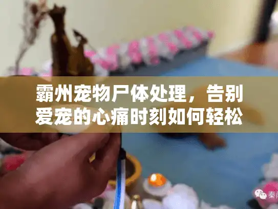 霸州宠物尸体处理，告别爱宠的心痛时刻如何轻松应对