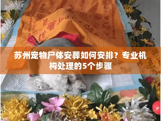 苏州宠物尸体安葬如何安排？专业机构处理的5个步骤