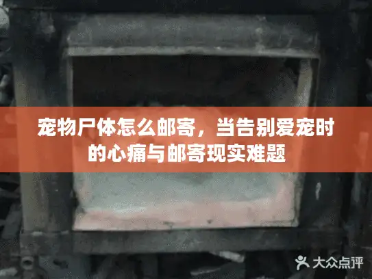 宠物尸体怎么邮寄，当告别爱宠时的心痛与邮寄现实难题