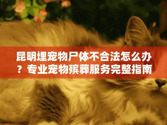 昆明埋宠物尸体不合法怎么办？专业宠物殡葬服务完整指南