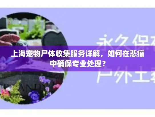 上海宠物尸体收集服务详解，如何在悲痛中确保专业处理？