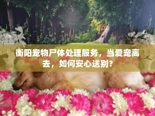 衡阳宠物尸体处理服务，当爱宠离去，如何安心送别？