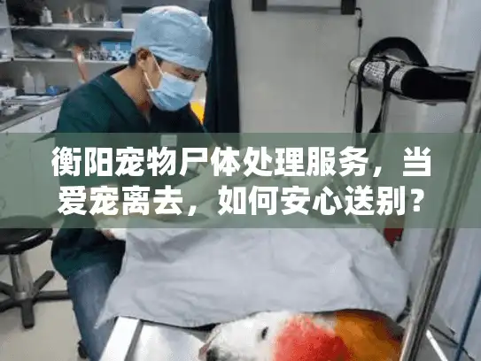 衡阳宠物尸体处理服务，当爱宠离去，如何安心送别？