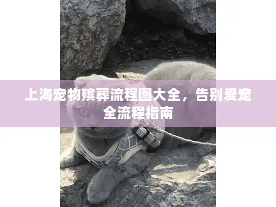 上海宠物殡葬流程图大全，告别爱宠全流程指南
