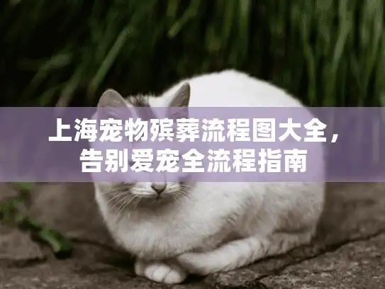 上海宠物殡葬流程图大全，告别爱宠全流程指南