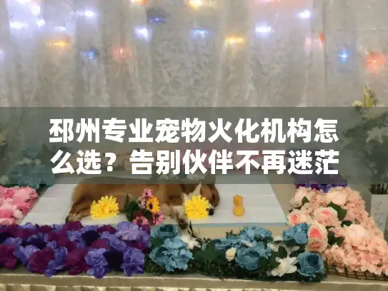 邳州专业宠物火化机构怎么选？告别伙伴不再迷茫