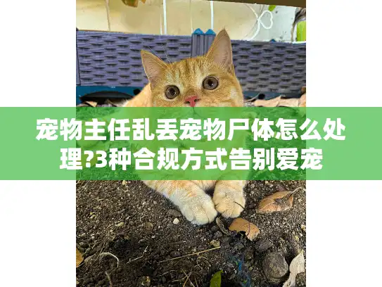 宠物主任乱丢宠物尸体怎么处理?3种合规方式告别爱宠