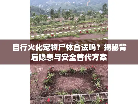 自行火化宠物尸体合法吗？揭秘背后隐患与安全替代方案