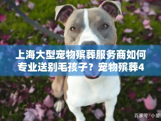 上海大型宠物殡葬服务商如何专业送别毛孩子？宠物殡葬4大避坑指南