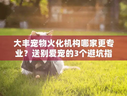 大丰宠物火化机构哪家更专业？送别爱宠的3个避坑指南