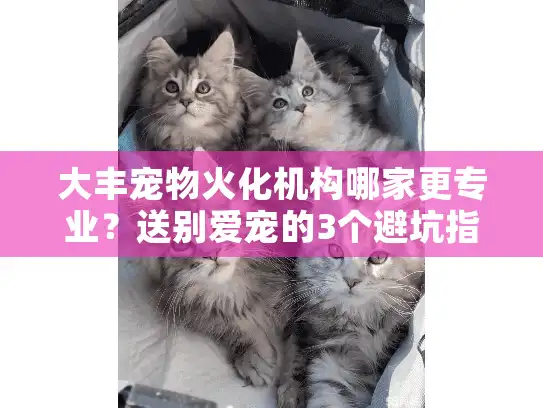 大丰宠物火化机构哪家更专业？送别爱宠的3个避坑指南