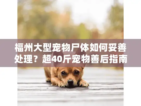 福州大型宠物尸体如何妥善处理？超40斤宠物善后指南