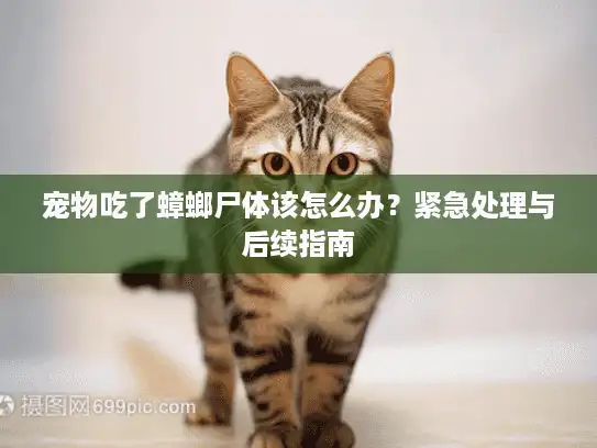 宠物吃了蟑螂尸体该怎么办？紧急处理与后续指南