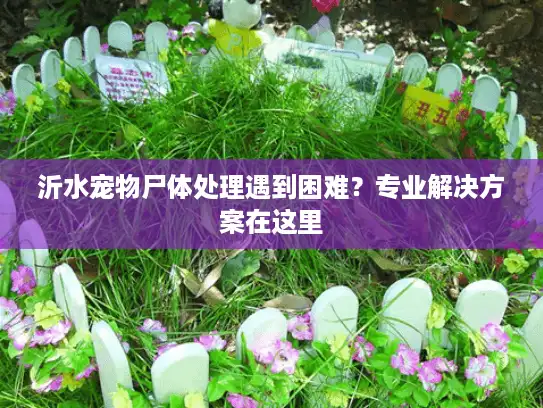 沂水宠物尸体处理遇到困难？专业解决方案在这里