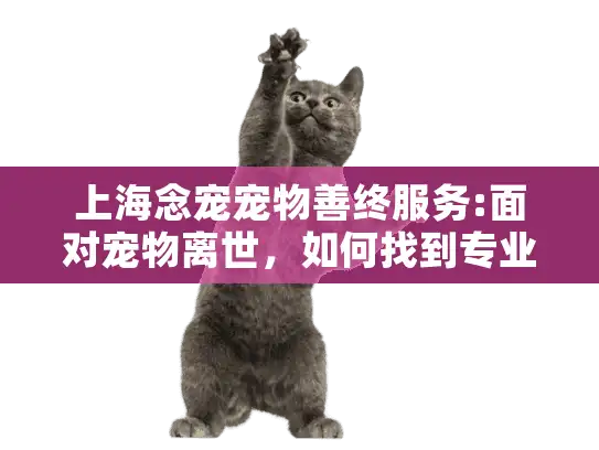 上海念宠宠物善终服务:面对宠物离世，如何找到专业告别方案?