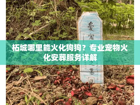 柘城哪里能火化狗狗？专业宠物火化安葬服务详解