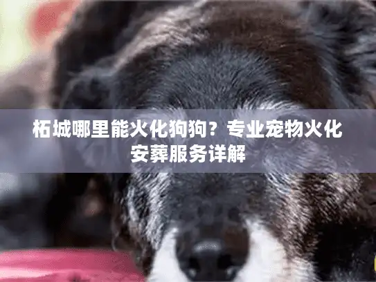 柘城哪里能火化狗狗？专业宠物火化安葬服务详解