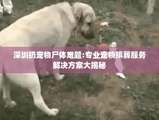 深圳扔宠物尸体难题:专业宠物殡葬服务解决方案大揭秘