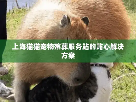 上海猫猫宠物殡葬服务站的贴心解决方案