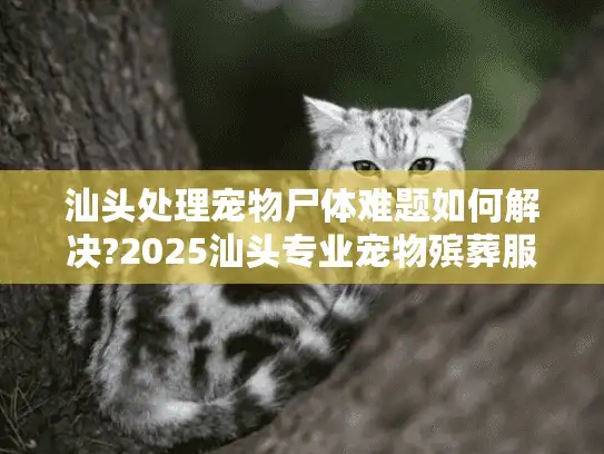 汕头处理宠物尸体难题如何解决?2025汕头专业宠物殡葬服务指南