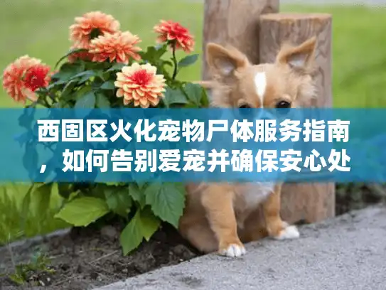 西固区火化宠物尸体服务指南，如何告别爱宠并确保安心处理？