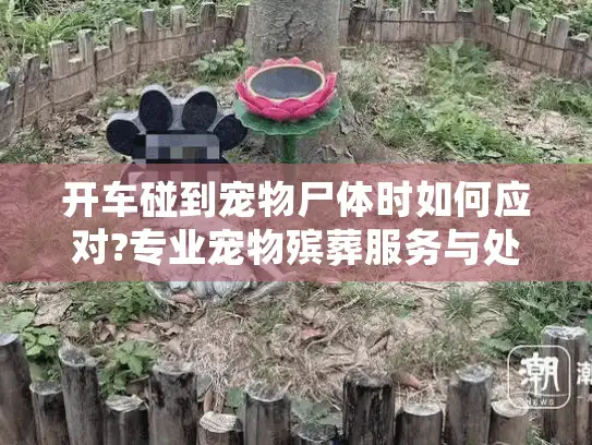 开车碰到宠物尸体时如何应对?专业宠物殡葬服务与处理流程详解