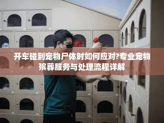 开车碰到宠物尸体时如何应对?专业宠物殡葬服务与处理流程详解