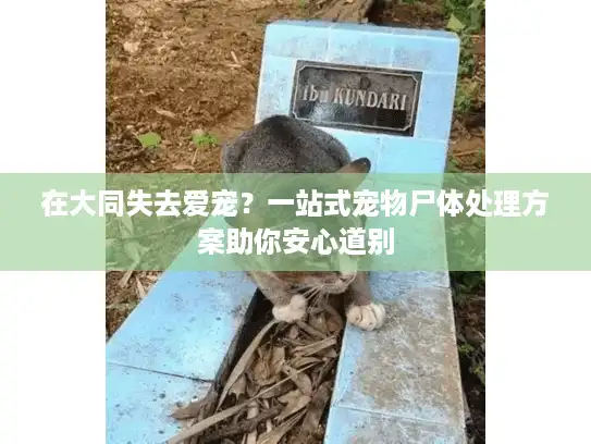 在大同失去爱宠？一站式宠物尸体处理方案助你安心道别