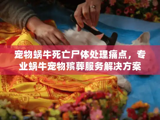 宠物蜗牛死亡尸体处理痛点，专业蜗牛宠物殡葬服务解决方案