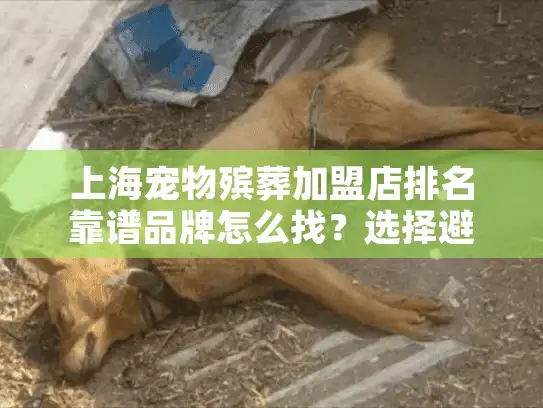 上海宠物殡葬加盟店排名靠谱品牌怎么找？选择避坑指南