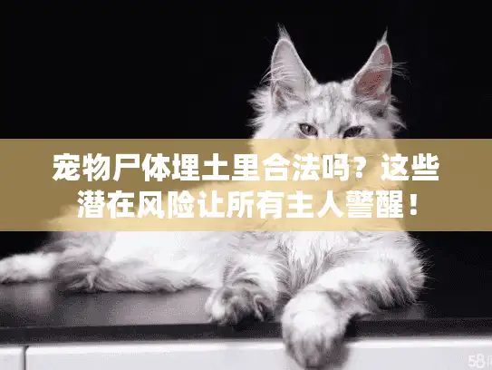 宠物尸体埋土里合法吗？这些潜在风险让所有主人警醒！