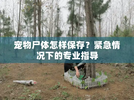 宠物尸体怎样保存？紧急情况下的专业指导