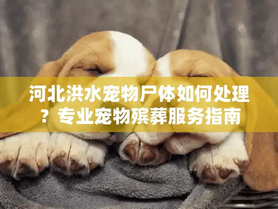 河北洪水宠物尸体如何处理？专业宠物殡葬服务指南
