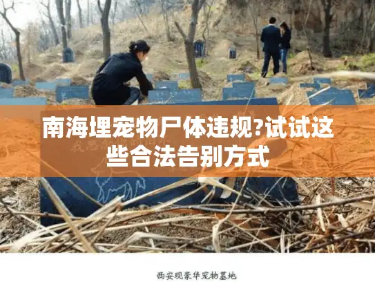 南海埋宠物尸体违规?试试这些合法告别方式
