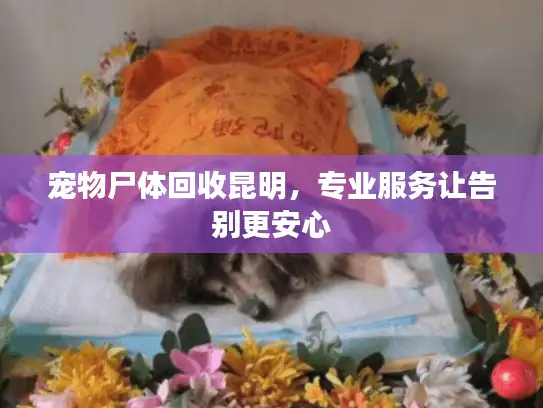 宠物尸体回收昆明，专业服务让告别更安心