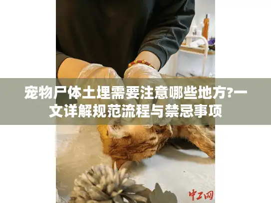 宠物尸体土埋需要注意哪些地方?一文详解规范流程与禁忌事项