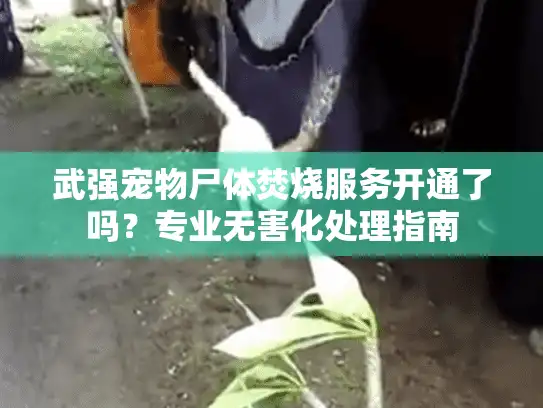 武强宠物尸体焚烧服务开通了吗？专业无害化处理指南