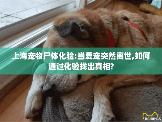 上海宠物尸体化验:当爱宠突然离世,如何通过化验找出真相?