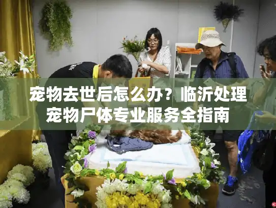 宠物去世后怎么办？临沂处理宠物尸体专业服务全指南