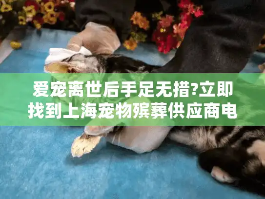 爱宠离世后手足无措?立即找到上海宠物殡葬供应商电话的正确方法!