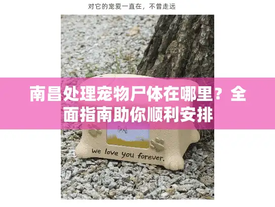 南昌处理宠物尸体在哪里？全面指南助你顺利安排