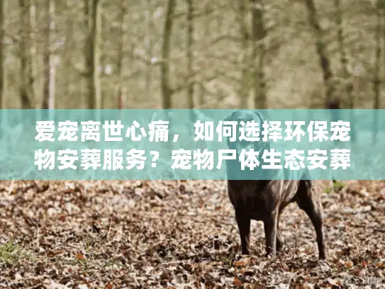 爱宠离世心痛，如何选择环保宠物安葬服务？宠物尸体生态安葬指南