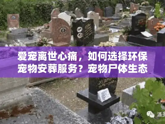 爱宠离世心痛，如何选择环保宠物安葬服务？宠物尸体生态安葬指南