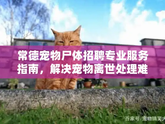 常德宠物尸体招聘专业服务指南，解决宠物离世处理难题