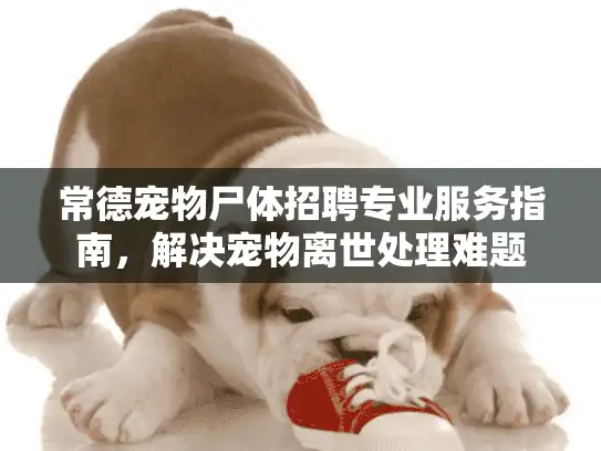 常德宠物尸体招聘专业服务指南，解决宠物离世处理难题