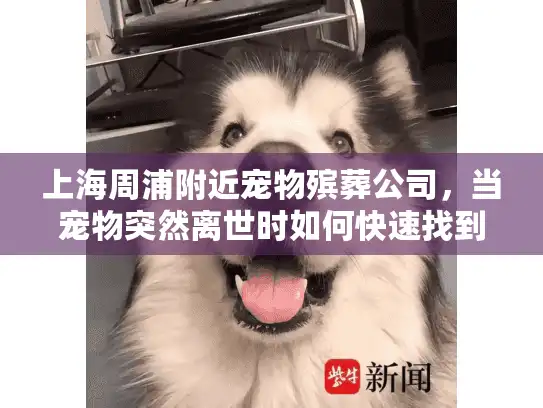 上海周浦附近宠物殡葬公司，当宠物突然离世时如何快速找到专业服务？
